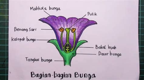 Detail Gambar Bagian Bagian Dari Bunga Koleksi Nomer 36