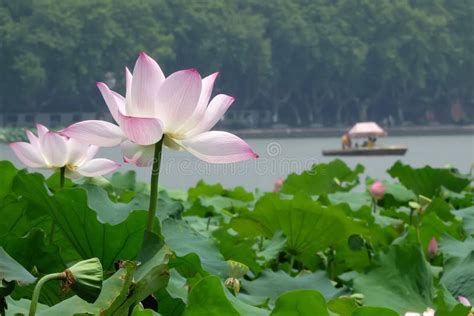 Hangzhou West Lake in Summer. Stock Photo - Image of inverted, idyllic ...