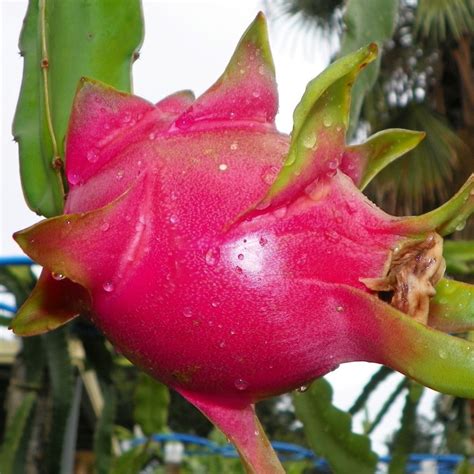 Muda De Pitaya Gigante Vietnamese White Polpa Branca Pitayas Mg