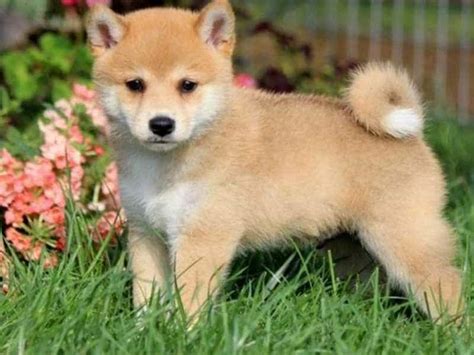 Chó Shiba Inu - Quốc Khuyển Của Nhật Bản | Siêu Pet