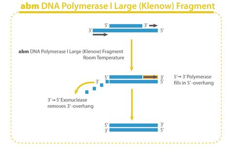 DNA Polymerase I Large Klenow Fragment