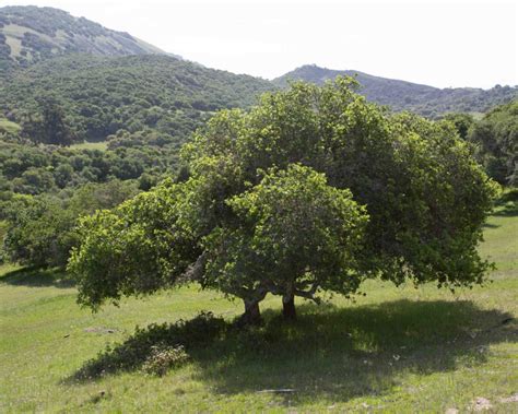 Tree – Fagaceae – Quercus – MonFlora