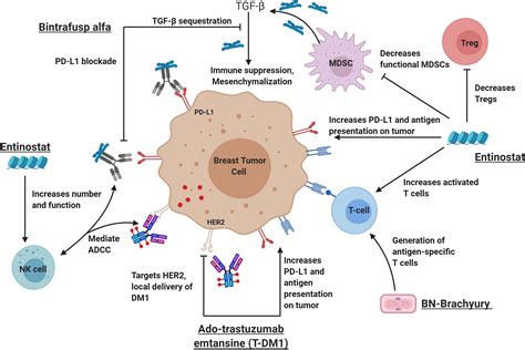 Ado Trastuzumab Emtansine