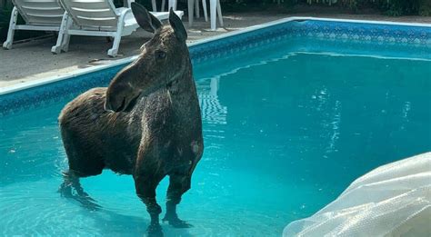 Homeowner Films Moose Swimming In Backyard Pool