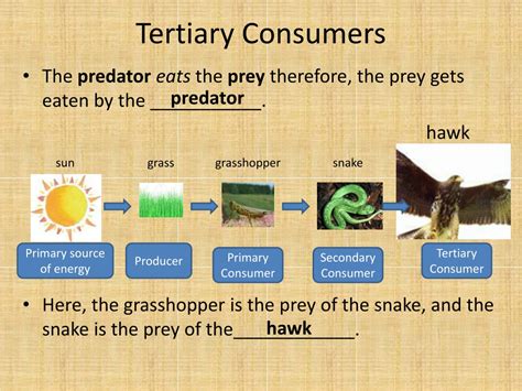 What Is A Tertiary Consumer In A Food Web