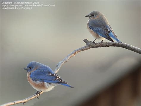 Bird Pictures: Eastern Bluebird (Sialia sialis) by DiOhio