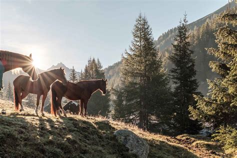 Wanderreiten Sommer In Engadin St Moritz