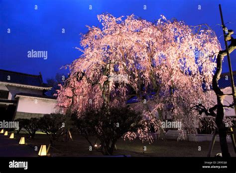 Light up of Nijo Castle cherry blossoms Stock Photo - Alamy