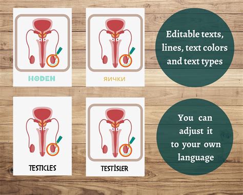 Male Reproductive System Flashcards Male Human Anatomy Busy Book