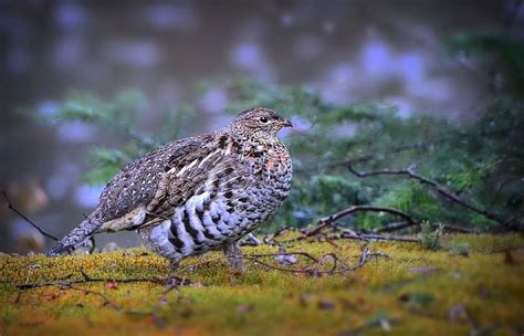 10 Tips for Better Grouse Hunting - OnTheOutside.Co