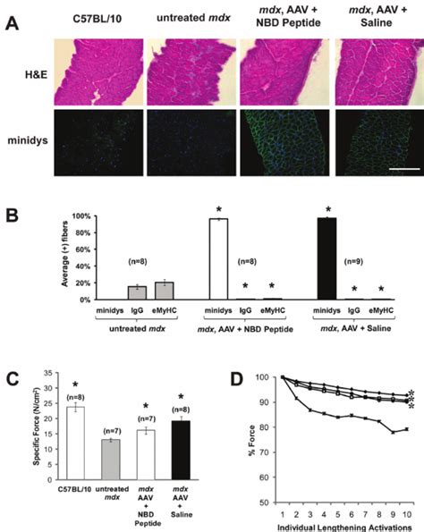 Morphology Human Minidystrophin Expression And Ex Vivo Muscle Function