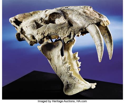 Fossils:Mammals, AN EXTREMELY RARE SABER-TOOTH TIGER SKULL . ... | Tiger skull, Fossils, Animal ...