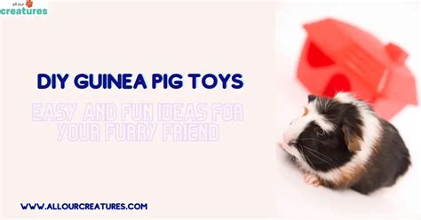 DIY Guinea Pig Toys: Easy and Fun Ideas for Your Furry Friend - All Our ...