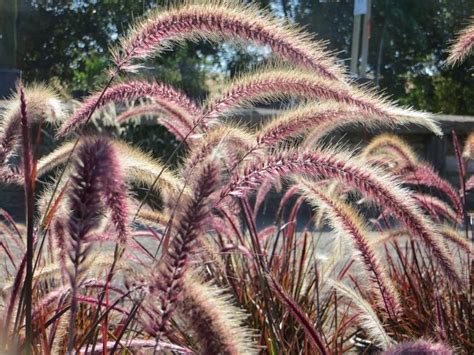 Pennisetum Setaceum Cupreum X Advena Rubrum Boething Treeland