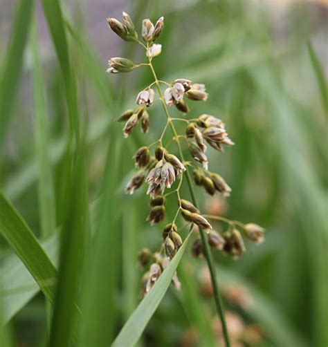 Sweet Grass Facts and Health Benefits