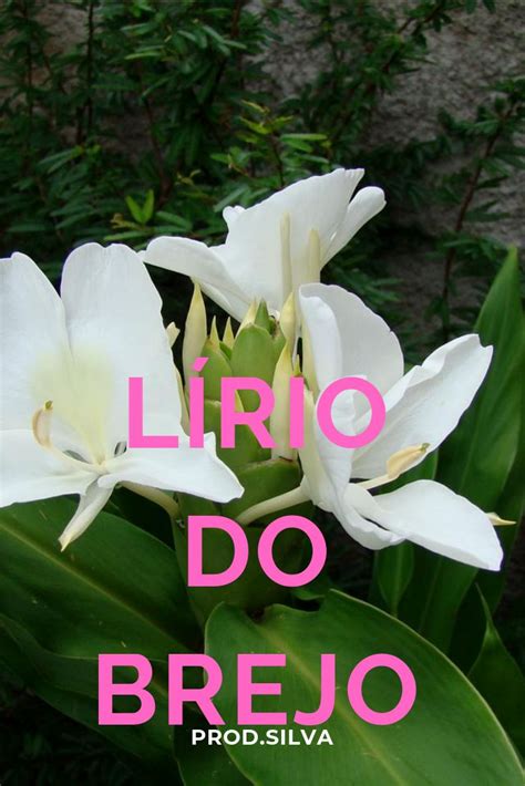 CONHEÇA O LÍRIO DO BREJO Plantas Plantar Flores