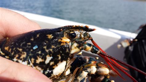 Lobster Close Up Seascope Fisheries Research