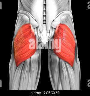 Apparato Muscolare Umano Muscoli Delle Gambe Gluteus Medius Anatomia