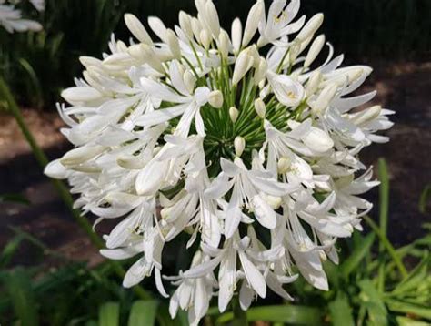 18 Varieties Of Agapanthus Lily Of The Nile AMERICAN GARDENER