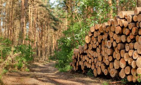 european union agrees law  fight global deforestation  forest