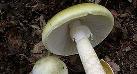 Torino Raccoglie Funghi E Li Mangia Ma Erano Velenosi Salvata Per