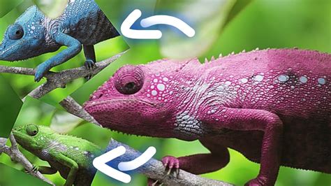 Camaleão Troca De Pele - História Do Camaleão E Origem Do Animal – Mundo Ecologia