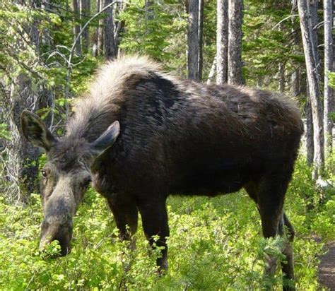 Moose Animal Facts Alces Alces Az Animals