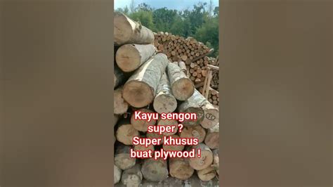 Cara Susun Log Kayu Sengon Super Yang Rapi Youtube