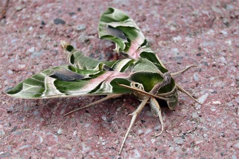 Strange Leaf Moth Flickr Photo Sharing