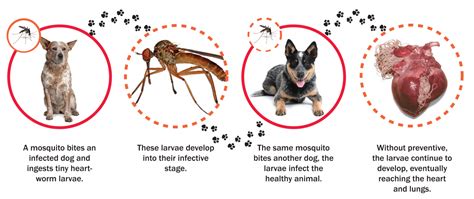 April Is For Heartworm Awareness Lincolnshire Animal Hospital