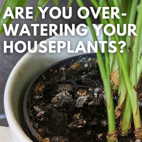 Am I Overwatering My Houseplants And 8 Easy Signs To Look For Our House Plants