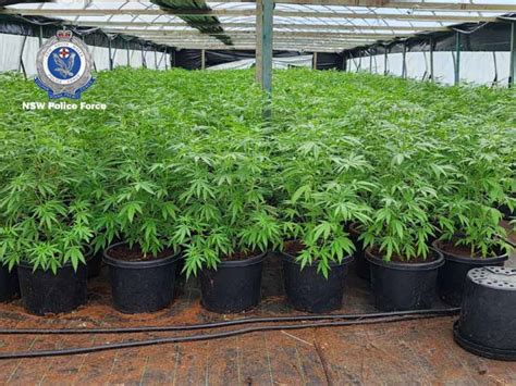 Police Seize Cannabis Plants Worth 52million At Rural Property