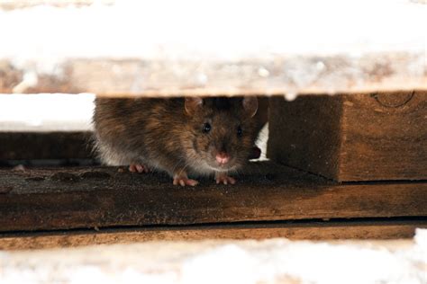 Comment Faire Sortir Des Rats De Leur Cachette Les Meilleures