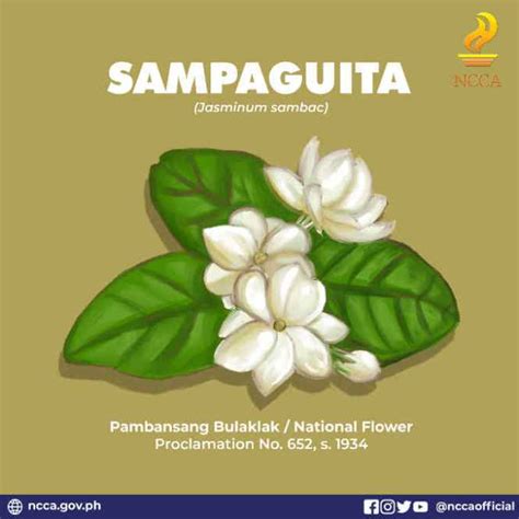 Why Sampaguita Is The National Flower Of The Philippines The