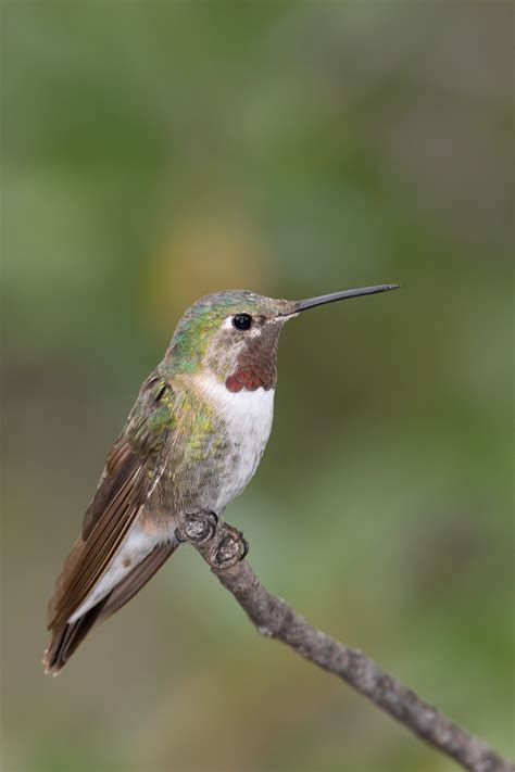 The Broad Tailed Hummingbird Selasphorus Platycercus