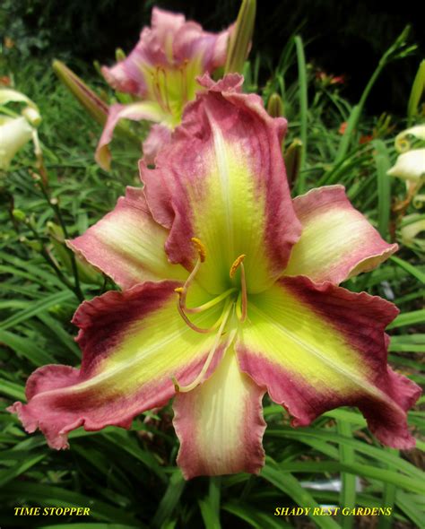 The surprising science behind how a time stopper mindset works 4