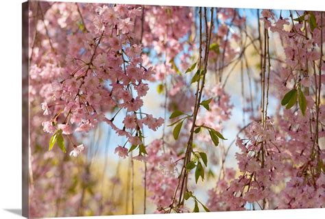 Weeping Higan Cherry Tree Branches Prunus Subhirtella Var Pendula