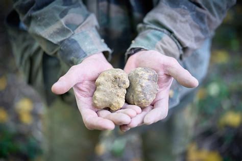 Con Il Marzuolo Inizia La Stagione Dedicata Ai Tartufi Delle Crete