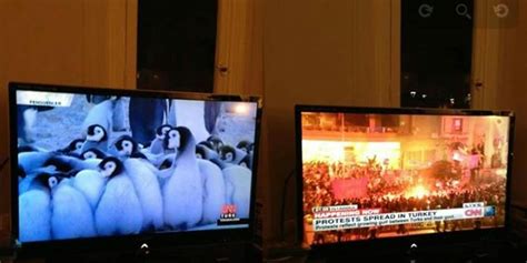 CNN-Turk airs penguin documentary during Istanbul riots