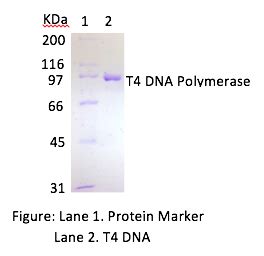 IG T4 DNA Polymerase