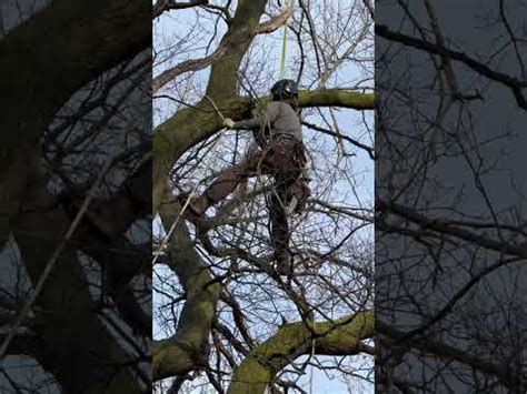 Fun Watching Tree Trimmers Use Ropes In Our Old Oaks Treetrimming