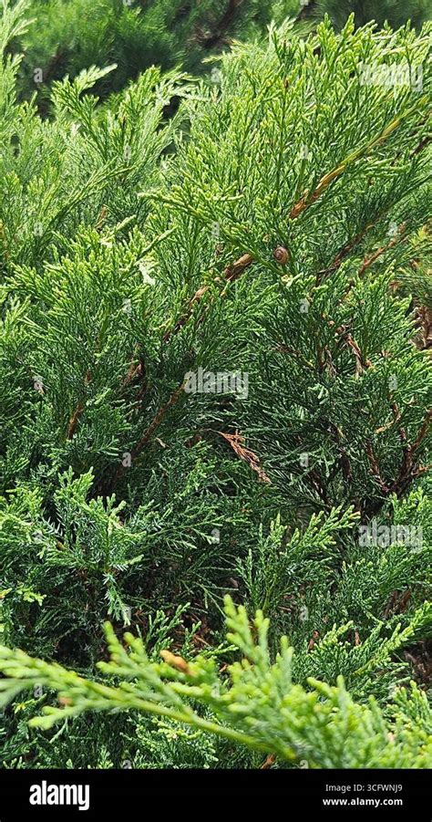 juniperus juniper shrub evergreen foliage  landscaping  garden