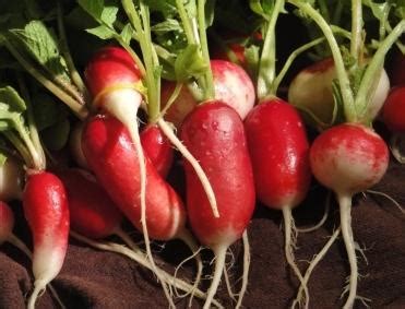 Обычная редиска: польза и применение