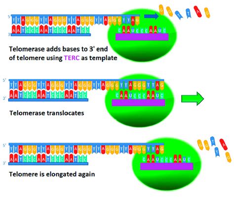 Telomere Elongation By Telomerase After Binding To The End Of