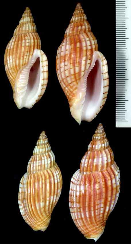 Microshells Lyria Delessertiana