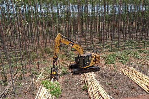 Sotreq Atenta Diversidade E Dimens O Do Setor Florestal De Mg