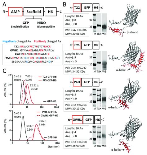 Physicochemical Characterization Of Based Recombinant Proteins A