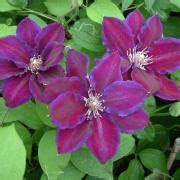 Cl Matite Lucky Charm Clematis Grandes Fleurs Tendres Mauve P Le