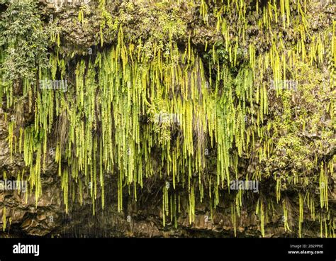 Detail Of The Ferns And Other Plants Hanging From Rocks At Fern Grotto