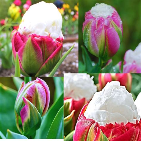 Amazon Tulip Bulbs For Fall Planting 5 Ice Cream Tulip Bulbs For